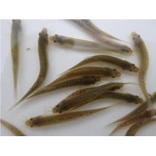 小泥鳅苗青鳅苗泥鳅养殖